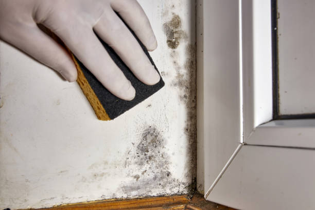 Water damage restoration mold remediation in Lockport, LA